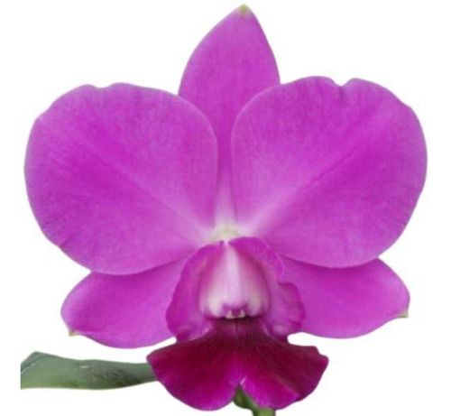 Orquídea Catleya Lc. Aloha Case Tipo Adulta