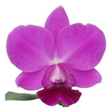 Orquídea Catleya Lc. Aloha Case Tipo Adulta