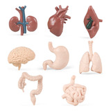 8 Piezas De Órganos Humanos Modelo Mini Piezas De Cuerpo H.