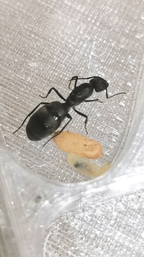 Camponotus Distinguendus (gigante) Reina Criadero 