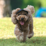 Gorro De Béisbol Deportivo Para Mascotas Con Orificios Para