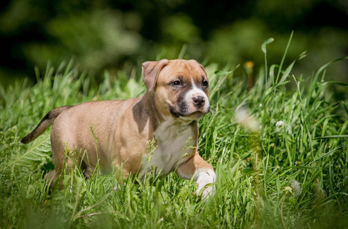 Cachorro Pitbull Bogota Hermoso Perrito En Venta