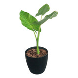 Combo Planta Oreja De Elefante (alocasia) + Maceta Premium