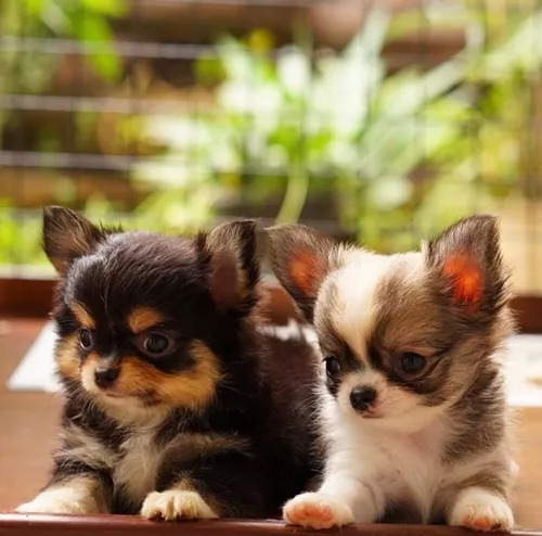 Belíssimos Chihuahua Pelo Longo Maravilhosos.