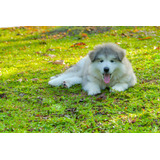 Perros Malamute De Alaska Con Pedigree Cachorros Puppy Pet