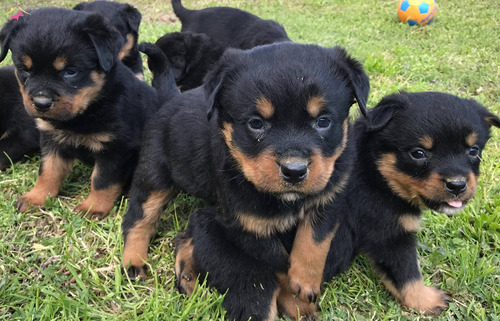 Rottweiler Os Maravilhosos Filhotes  Disponíveis 