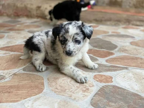 Hermosos Border Collie Disponibles Todos Colores