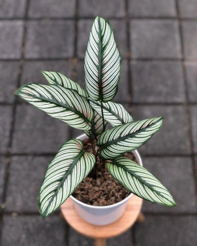 Planta De Calathea Mil Rayas Deco Interior 