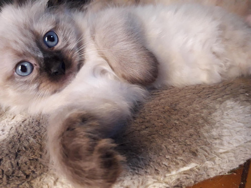 Gatita Siamés Ragdoll