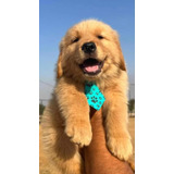 Filhote Golden Retriever Com Pedigree