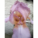 Lirio Iris Exotico  Lila O Lirio Barbado 1 Pza Bulbo
