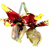 Orquidea Stanhopea Plantasgrandes Y Bellas, No Divisiones!!!