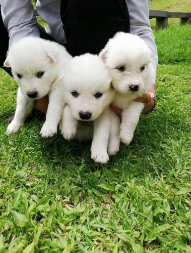 Cachorros Samoyedo