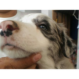 Cachorro Border Collie Blue Merle