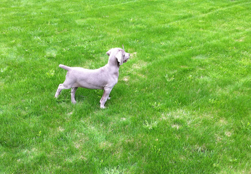 Monumentalelegancia Weimaraner Línea Campeones