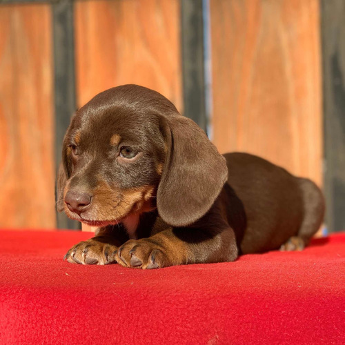 Cachorros Dachshund Min (salchicha) Exóticos Chocolate & Tan