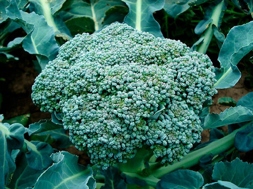 Semillas Para Cultivo De Brocoli Organicas Ideal Huerta