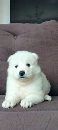 Cachorros Samoyedo 