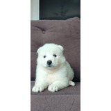 Cachorros Samoyedo 