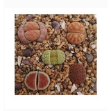 Lithops 100 Semillas(piedras Vivientes Africanas)