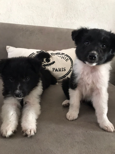 Cachorro Border Collie Ultimos!!!!!