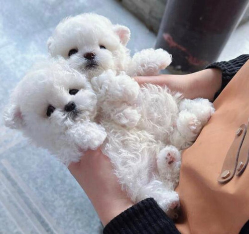 Bichon Maltés Miniatura Cachorros 