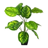 Planta Artificial Decorativa Calathea Alberti Bf-34 (01)