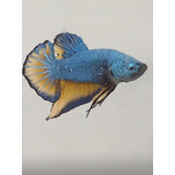 Peixe Betta De Linhagem Blue Mustard Mg Gás Pk