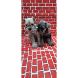 Schnauzer Miniatura Cachorros Schnauzer Mini