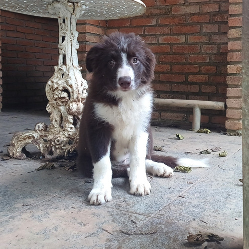 Border Collie Filhote 