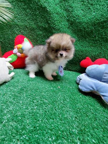 Spitz Alemão/lulu Da Pomeraniao Macho Anão 