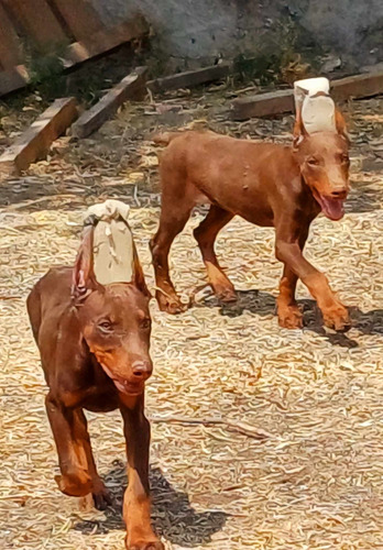 Doberman Macho Color Sepia 