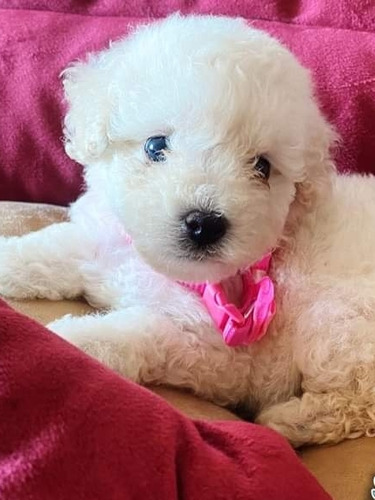 Poodle Toy Blanca Bella 