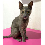 Gata Carey De 1 Año En Adopcion Responsable