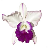Orquidea Perfumada Cattleya Blc Robert Strait Blue Adulta !!