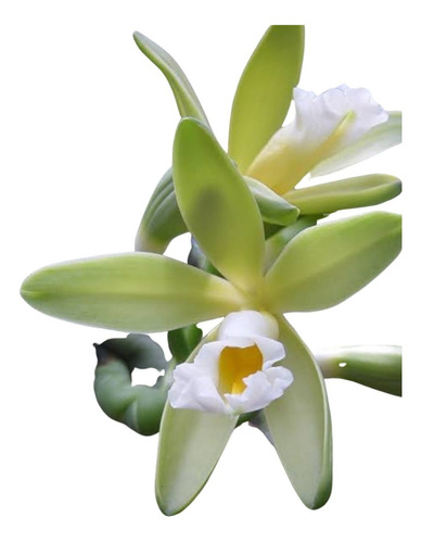 Mudas De Baunilha - Orquídea Vanilla Chamissonis 150cm