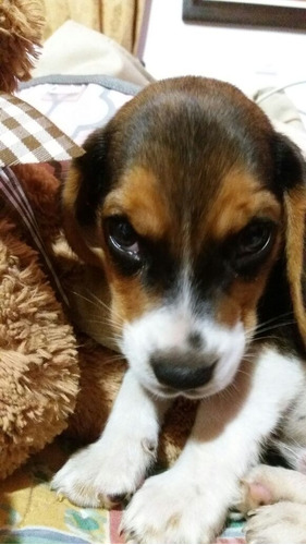 Perros Cachorros Beagle Bigol Bigitoy Mini Perritos Puppy