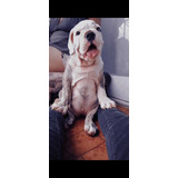 Cachorro Bulldog Ingles Hembra