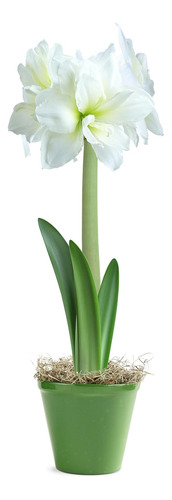 Amarilis Blanca, Flor Viva De Interior Fácil De Cultivar, Bu