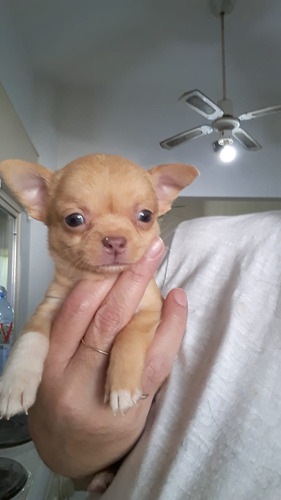 Chihuahuas Mini Hembras 