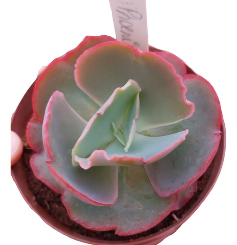 Muda Suculenta Echeveria Gibbiflora Phoenix Legítima 