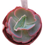 Muda Suculenta Echeveria Gibbiflora Phoenix Legítima 