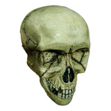 Cráneo Calavera Skull Deco Arte Hueso 