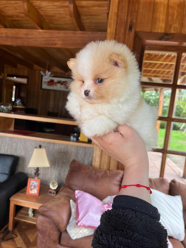 Machito Pomerania De Padres Inscritos