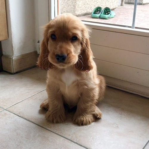 Cocker Spaniel Hembra Disponible Excelente Genética