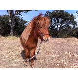 Caballo Pony Entero 