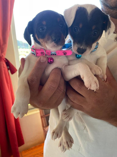 Hermosos Terrier Chilenos Inscritos Kcc, Excelente Pedigree