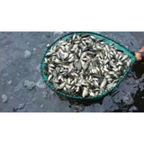 Venta De Cría De Tilapia Hormonada