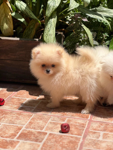 Cachorros Pomerania Hembra Y Macho Fotos Reales.