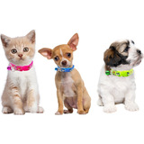 Collar Perros Y Gatos Ajustable Raza Pequeña Set 6 Piezas